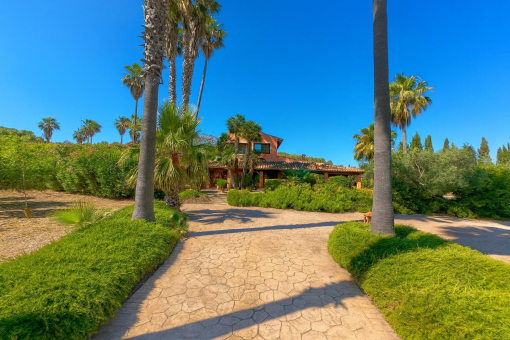 Palm tree lined driveway to house