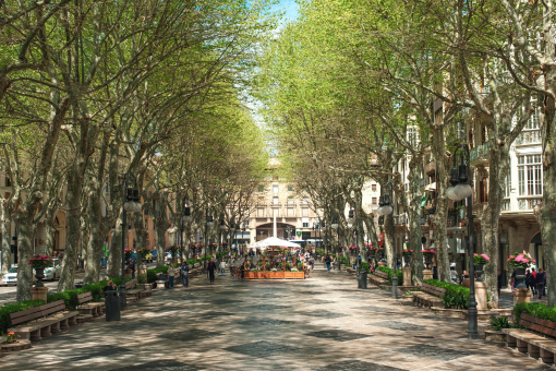 Palma