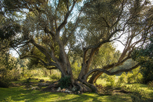 Mediterraner Baumbestand
