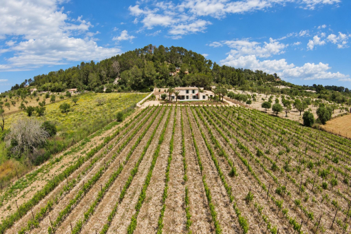Eigener Weinberg in Montuïri auf Mallorca