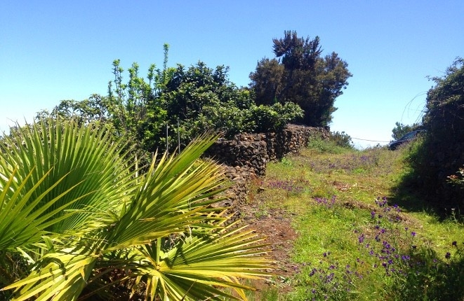 Fruit trees in the garden