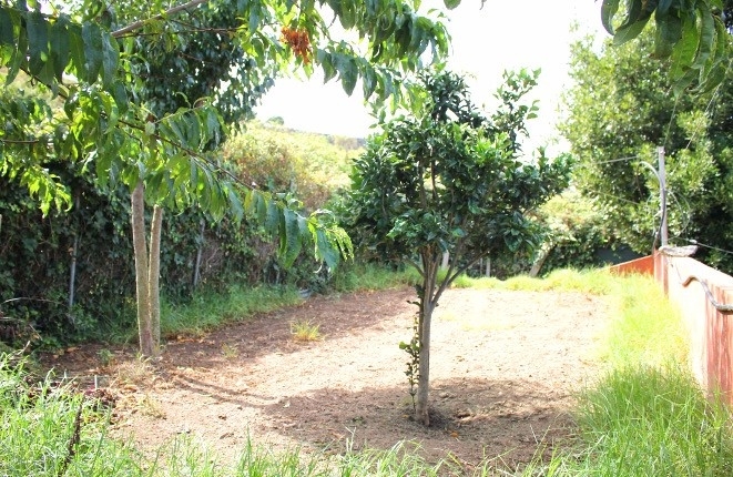 One of the many fruit trees