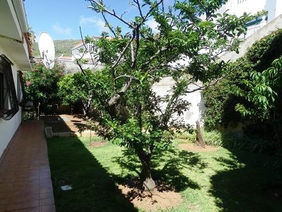 The garden on the back of the house