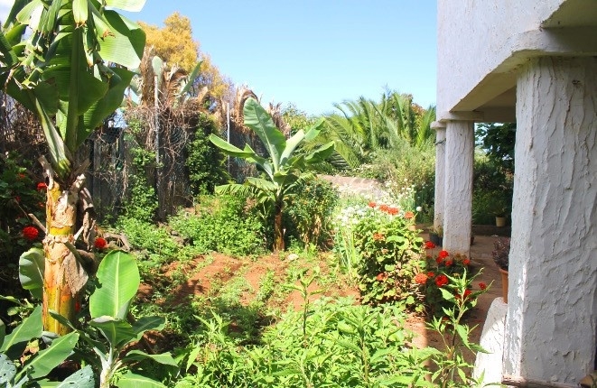 The garden with fruit trees