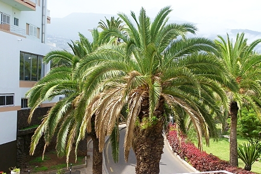 View to the Teide and palms, from the terrace