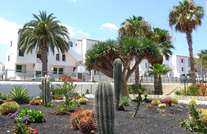  Cactus garden in front of the building 