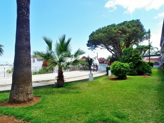 Lawn with palms, dragon trees and a stately canarian pine