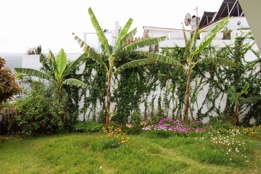 Bananenbäume im Garten 