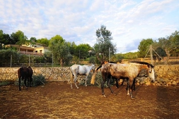 The spacious horse-paddock with some of the gorgeous horses