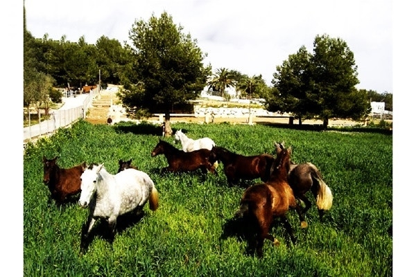 The spacious horse-paddock with some of the gorgeous horses